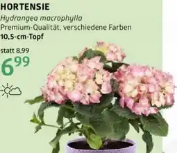 Bellaflora Hortensie Angebot