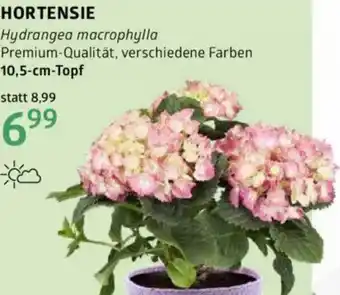 Bellaflora Hortensie Angebot