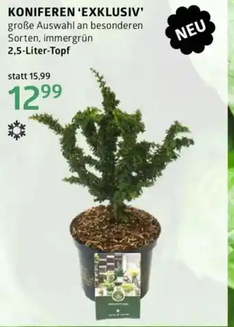 Bellaflora Koniferen Angebot