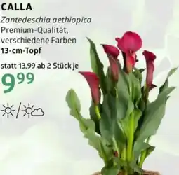 Bellaflora Calla Angebot