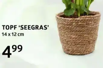 Bellaflora Topf seegras Angebot