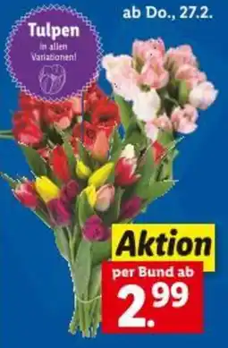 Lidl Tulpen Angebot