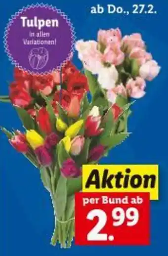 Lidl Tulpen Angebot