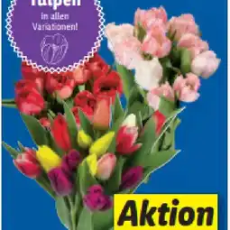 Lidl Tulpen in allen Variationen! Lidl Angebot