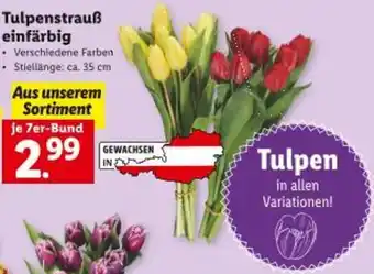 Lidl Tulpenstrauß einfärbig Angebot