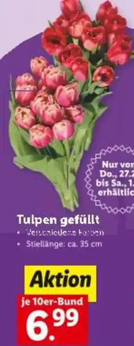 Lidl Tulpen gefüllt Angebot