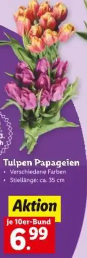 Lidl Tulpen papageien Angebot