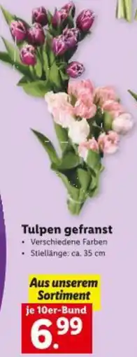 Lidl Tulpen gefranst Angebot