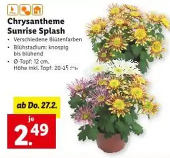 Lidl Chrysantheme sunrise splash Angebot