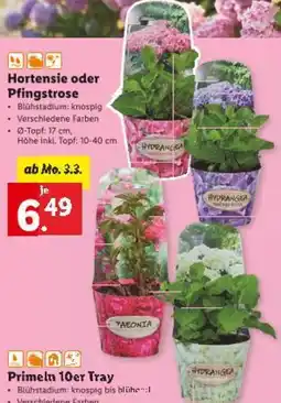 Lidl Hortensie oder pfingstrose Angebot