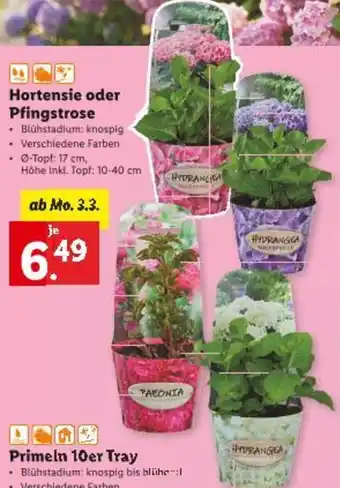 Lidl Hortensie oder pfingstrose Angebot