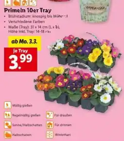 Lidl Primeln 10er tray Angebot