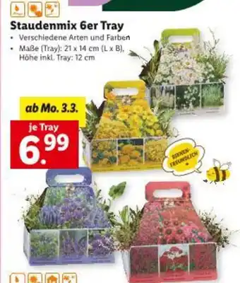 Lidl Staudenmix 6er tray Angebot