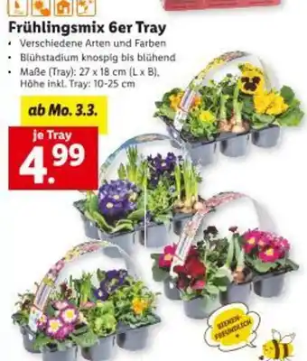 Lidl Frühlingsmix 6er tray Angebot