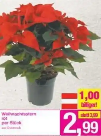 Sutterlüty Weihnachtsstern Rot Angebot