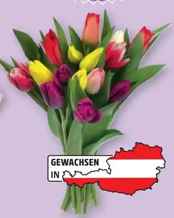 Lidl Tulpenstrauß Kunterbunt Angebot