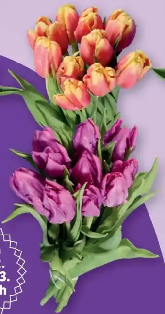 Lidl Tulpen Papageien Angebot