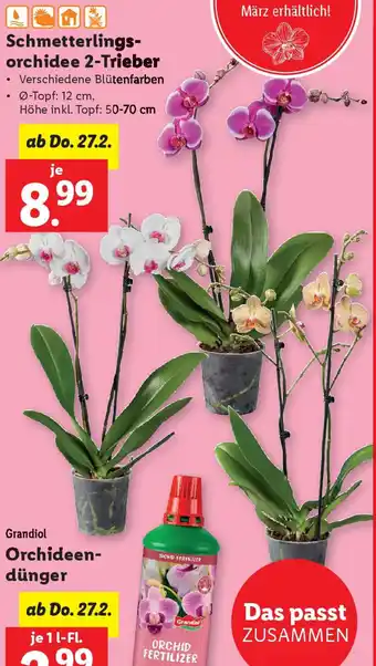 Lidl Schmetterlings- orchidee 2-Trieber Angebot