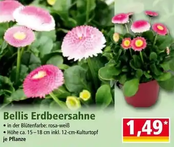 Norma Bellis Erdbeersahne Angebot