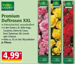 Norma Premium Duftrosen XXL Angebot