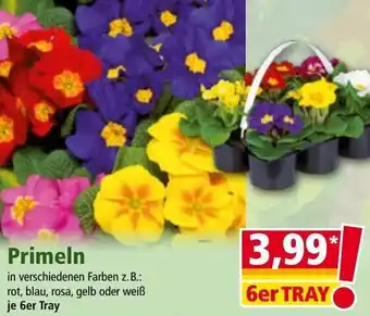 Norma Primeln Angebot