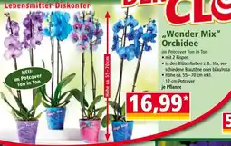 Norma „Wonder Mix" Orchidee Angebot