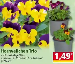 Norma Hornveilchen Trio Angebot