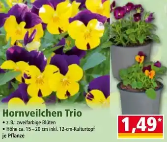 Norma Hornveilchen Trio Angebot