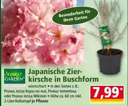 Norma Japanische Zier- kirsche in Buschform Angebot