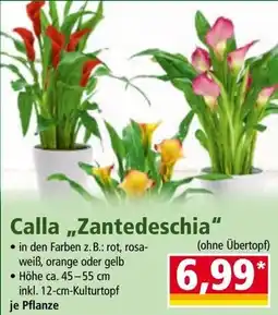 Norma Calla „Zantedeschia Angebot