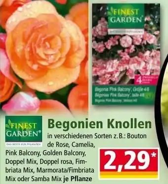 Norma Begonien Knollen Angebot