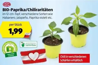 Hofer Bio Paprika Chiliraritäten 12 cm Angebot