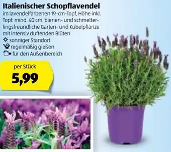 Hofer Italienischer Schopflavendel 19 cm Angebot