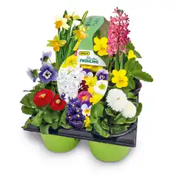 Hofer Bunter Frühling div. Frühlingsblüher HOFER Angebot