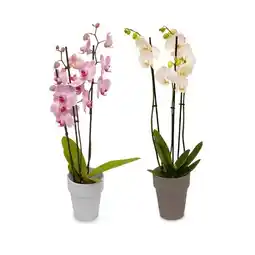 Hofer Orchidee im ca. 14-cm-Terrakottatopf versch. Blütenfarben HOFER Angebot