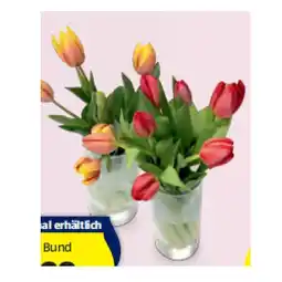 Hofer Tulpen HOFER Angebot