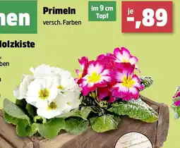 Thomas Philipps Primeln Angebot