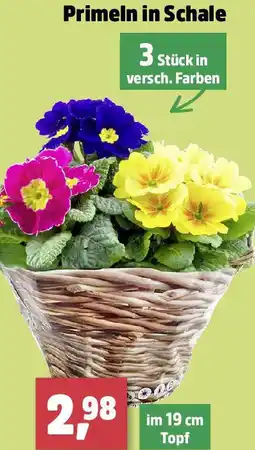 Thomas Philipps Primeln in Schale Angebot