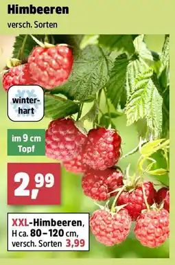 Thomas Philipps Himbeeren Angebot