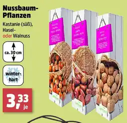 Thomas Philipps Nussbaum- Pflanzen Angebot