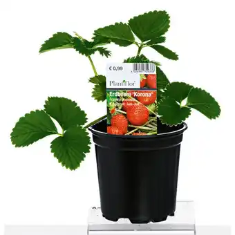 Hellweg Gartenerdbeere verschiedene Sorten 344113 HELLWEG Angebot