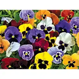 Hellweg Stiefmütterchen Viola Angebot