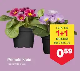 MPreis Primeln klein Topfgröße Angebot