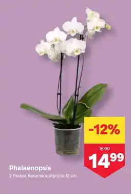 MPreis Phalaenopsis Angebot