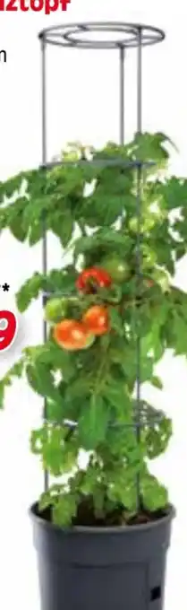 Zgonc Prosperplast Tomaten-Pflanztopf Angebot