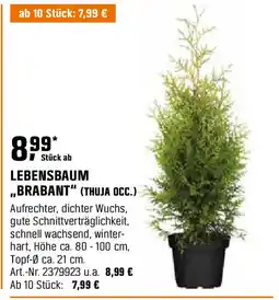 OBI Lebensbaum ,,brabant" (thuja occ) Angebot