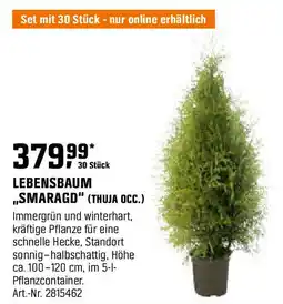 OBI Lebensbaum ,,smaragd" (thuja occ.) Angebot