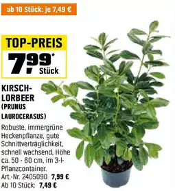 OBI Kirsch- lorbeer (prunus laurocerasus) Angebot