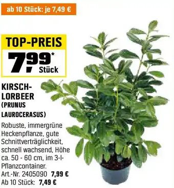 OBI Kirsch- lorbeer (prunus laurocerasus) Angebot