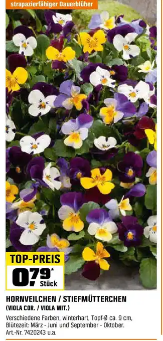 OBI Hornveilchen / stiefmütterchen (viola cor./ viola wit.) Angebot